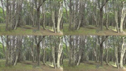 阿雷纳斯港森林景观 高清在线视频素材下载