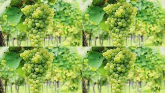 大自然葡萄园正在生长的绿色的葡萄高清在线视频素材下载