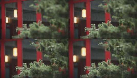 北京国子监古代建筑宫廷庭院古松松树房檐高清在线视频素材下载