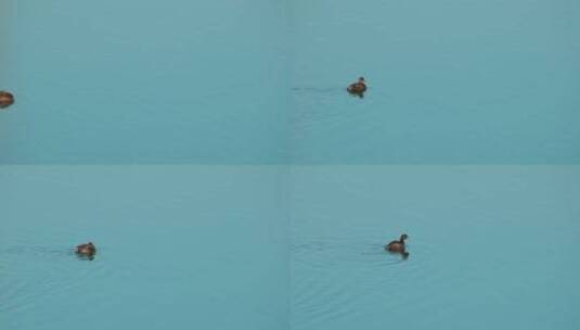 水中小鸟4K实拍空镜高清在线视频素材下载