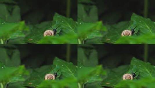 蜗牛 壳 软体动物高清在线视频素材下载