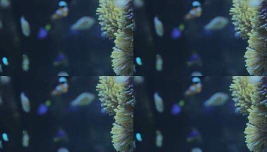 水下生物深海近距离拍摄4k高清在线视频素材下载