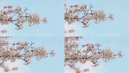 樱花空镜-天空背景-22高清在线视频素材下载