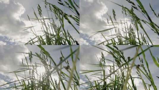 农村农业稻田 阳光穿透麦穗高清在线视频素材下载