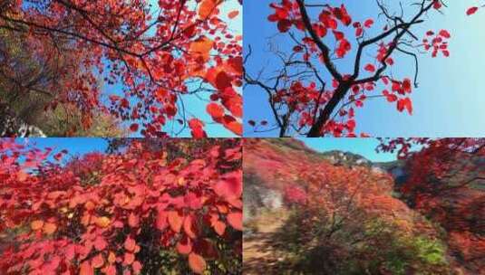 太行山秋天红叶实拍视频高清在线视频素材下载