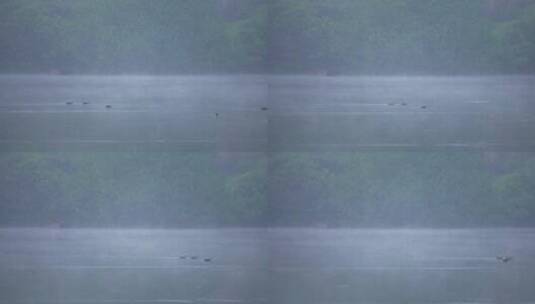 杭州茅家埠水鸟游在飘动雾气的水面上高清在线视频素材下载
