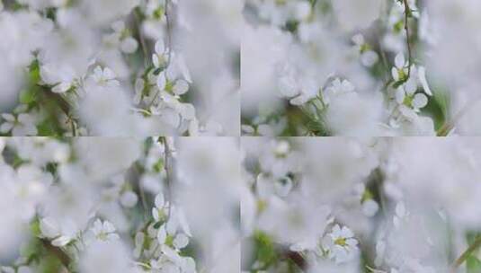 春天白色小花珍珠绣线菊花特写高清在线视频素材下载