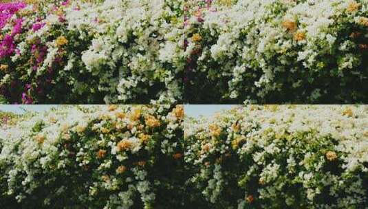 路边各种花朵群花争艳道路花坛高清在线视频素材下载