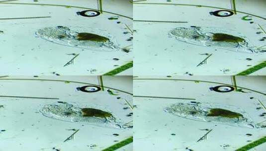 显微镜下放大100倍的轮虫高清在线视频素材下载