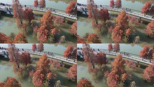 杭州青山湖水上森林高清在线视频素材下载