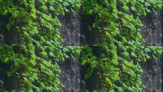 墙壁上的爬山虎植物高清在线视频素材下载