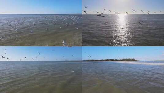 大海 海鸥 飞翔高清在线视频素材下载