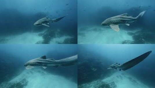海底鲨鱼和鱼群高清在线视频素材下载