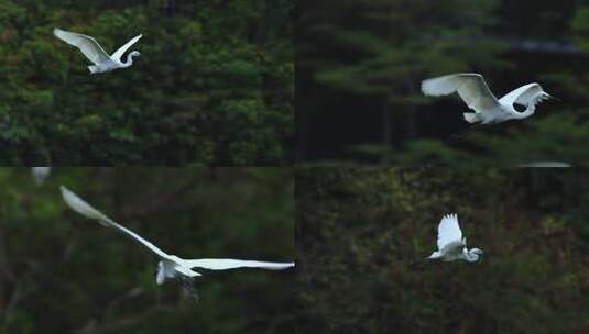 白鹭、苍鹭、夜鹭、飞翔、仙鹤高清在线视频素材下载