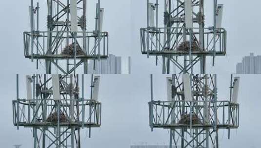 信号塔上的喜鹊筑巢高清在线视频素材下载