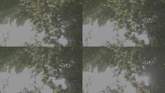 夏日森林仰拍树叶炫光转场空镜高清在线视频素材下载