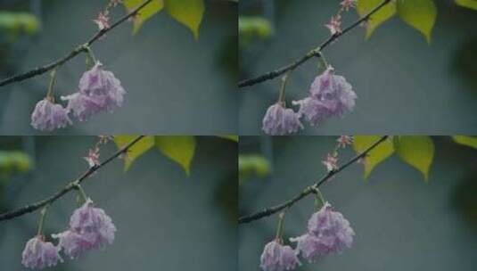 雨后的春花和绿叶·2高清在线视频素材下载