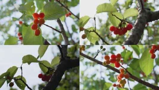 背光植物逆光水果基地樱桃特写高清在线视频素材下载