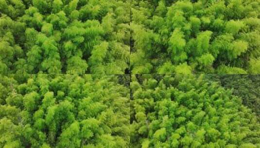 绿色的竹林高清在线视频素材下载