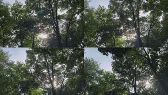 风景仰望树林阳光白云高清在线视频素材下载