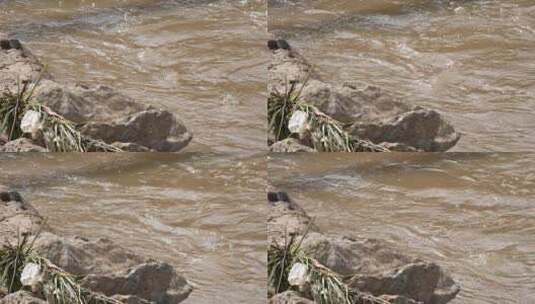 河流 流水 水面 奔流 江河 波涛 波浪翻滚高清在线视频素材下载