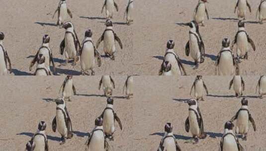走在巨石海滩上的非洲企鹅高清在线视频素材下载