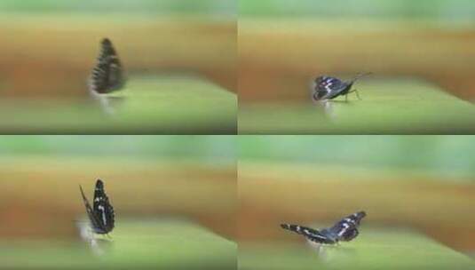 翩翩起舞的蝴蝶   纪律片 宣传片 素材高清在线视频素材下载