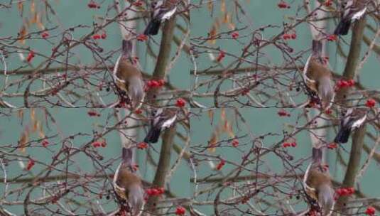 下雪天红果子树上的漂亮鸟儿在鸣叫高清在线视频素材下载