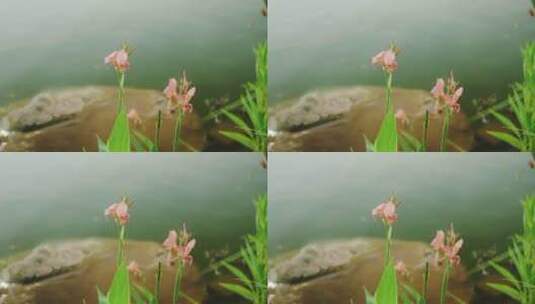 池塘边花朵随风飘动高清在线视频素材下载
