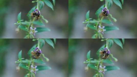 枸杞花枸杞蜜蜜蜂采蜜高清在线视频素材下载