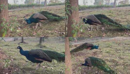 动物园的蓝孔雀在觅食高清在线视频素材下载
