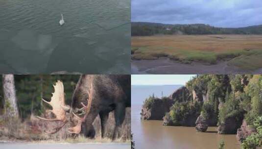 【合集】加拿大 自然 生态 野生动物高清在线视频素材下载