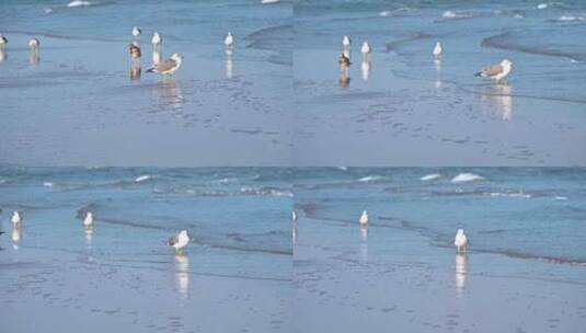海边沙滩上栖息觅食的海鸥高清在线视频素材下载