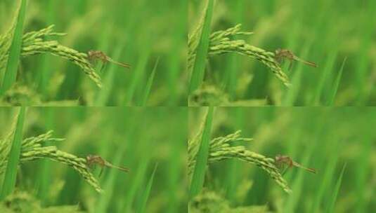 农村水稻稻穗上停着蜻蜓 绿色 昆虫 蜻蜓高清在线视频素材下载