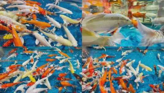 景观鱼在鱼缸内游动高清在线视频素材下载