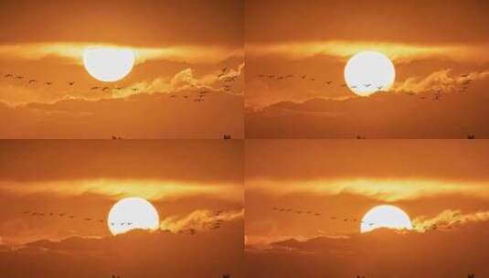 黄昏日落天空飞鸟高清在线视频素材下载