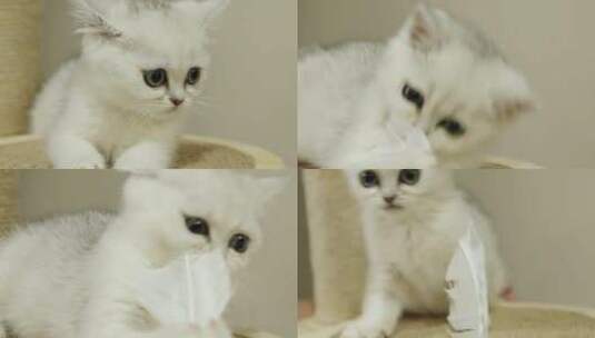 可爱的白色小猫咪高清在线视频素材下载