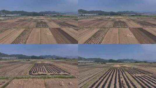 惠州万亩现代化实验农田航拍高清在线视频素材下载