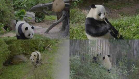 2023广州动物园游览游客大熊猫高清在线视频素材下载