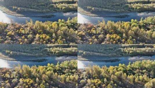 航拍金色森林蓝色河流高清在线视频素材下载