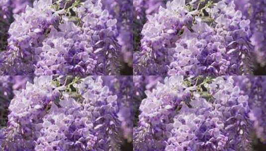 紫藤萝开花高清在线视频素材下载