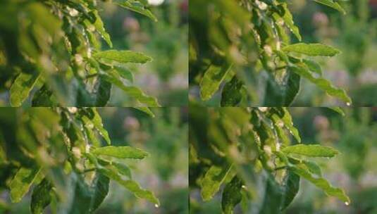 花园，园艺，植物，雨高清在线视频素材下载