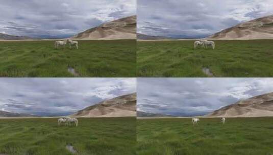 西藏日喀则雅鲁藏布江湿地生态航拍高清在线视频素材下载