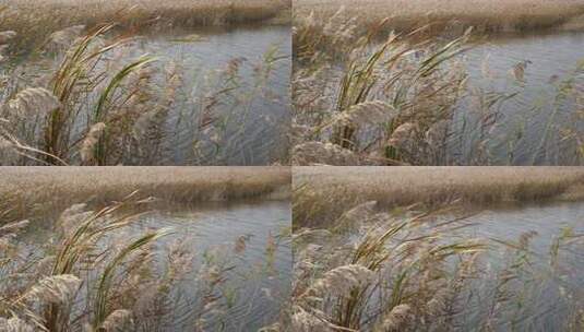 芦苇塘水池边鱼塘湿地高清在线视频素材下载