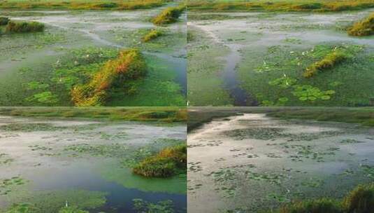 苏州太湖水鸟航拍01高清在线视频素材下载