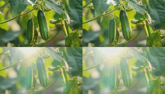 菜地里的青瓜黄瓜新鲜蔬菜有机农业农作物高清在线视频素材下载