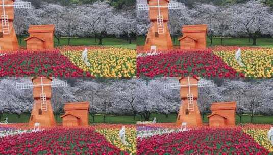 春天樱花郁金香花海风车春回大地空镜素材高清在线视频素材下载