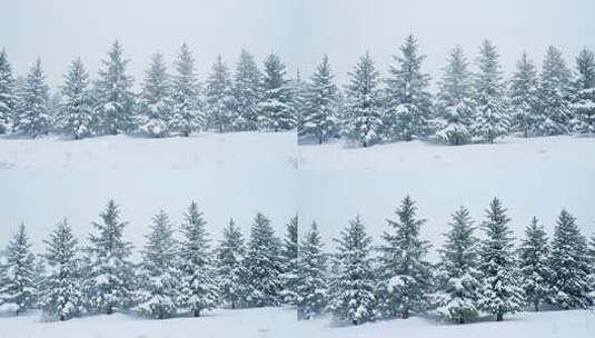 雪后的松树林景观高清在线视频素材下载