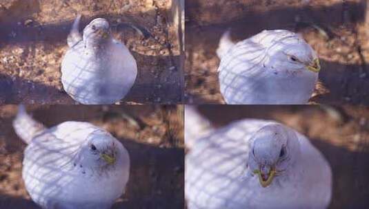 白雉 鸡形目 雉科 鸡 野鸡 动物 野生动物高清在线视频素材下载