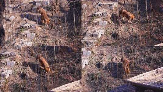 豺 食肉目 犬科 野生动物 动物 食肉动物高清在线视频素材下载